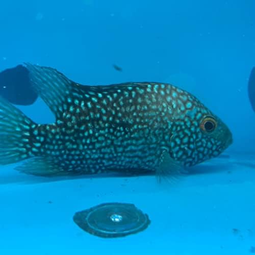 Ciklid od 3-4 inča dugačak je 91500 inča - živa tropska riba