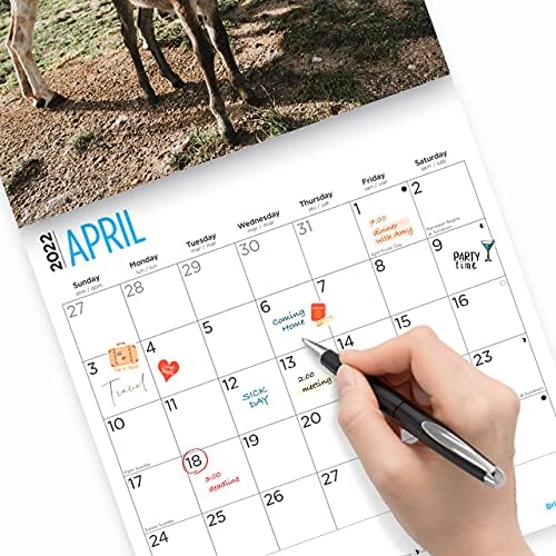 2022. magarki zidni kalendar po svijetlom danu, 12 x 12 inča, domaćine životinje