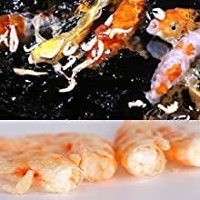 Akvarijska hrana za ribnjake hrana za plivajuće škampe sušeni kril smrznuto sušeni predator koi tropski guppie neon Crveni mač anđeo